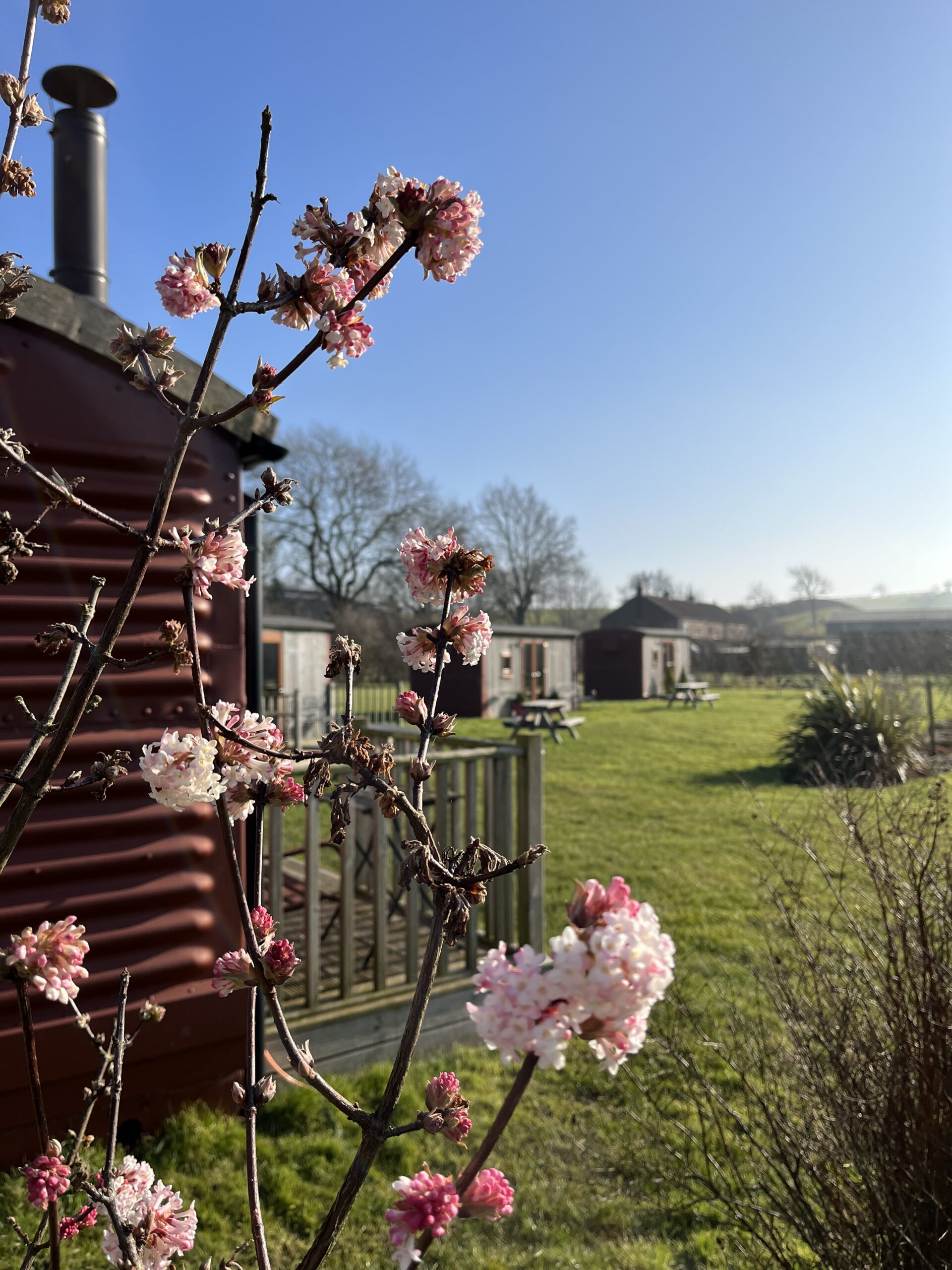 Spring is starting to emerge at Yorkshire Wolds Glamping